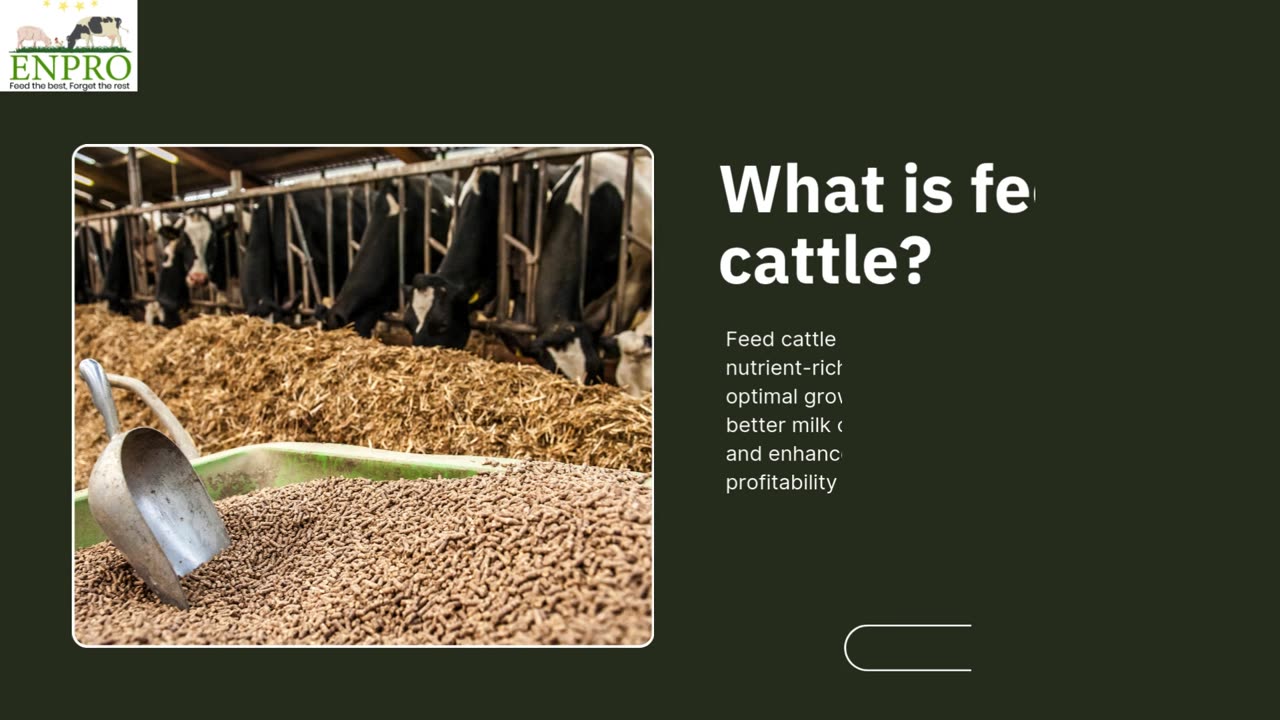Cattle Feed Provider in India