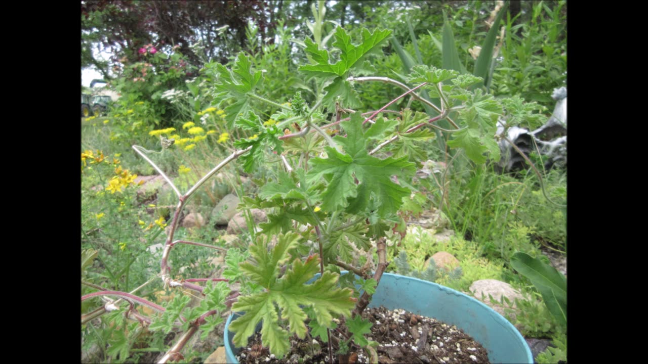 Calming And Balancing Emotions Geranium March 2023