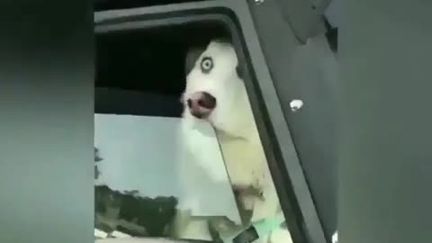 funny animals