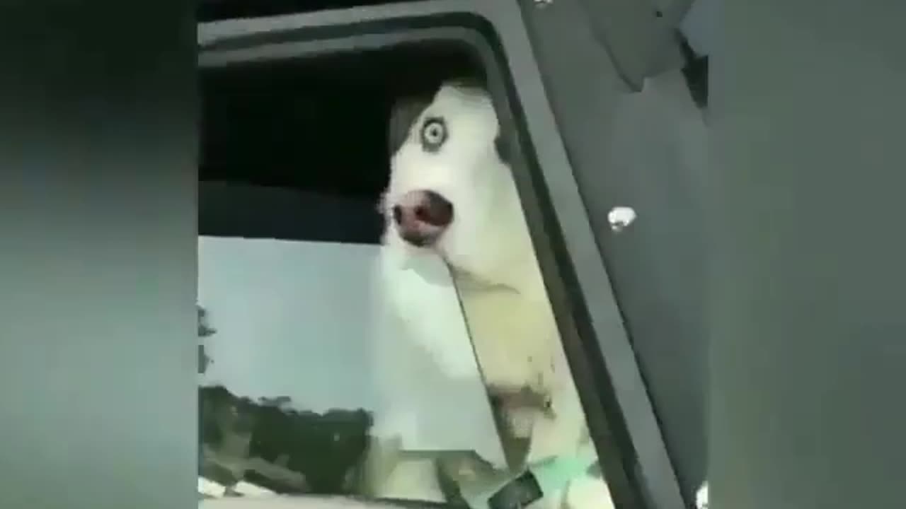 funny animals