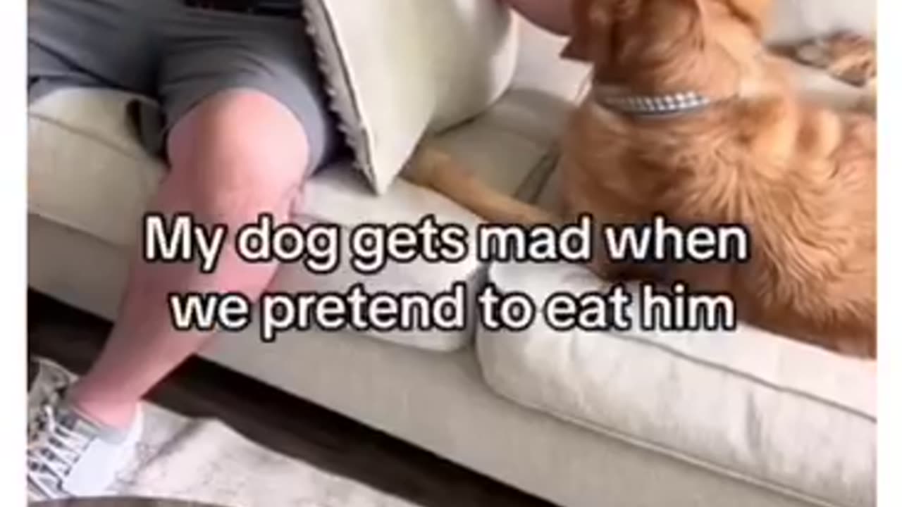 animals funny videos 😍