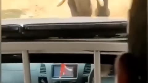 “Wild Elephant Attack Caught on Camera! 🐘⚠️”