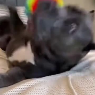 Dogs Funny jokes part 5