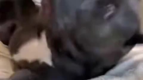 Dogs Funny jokes part 5