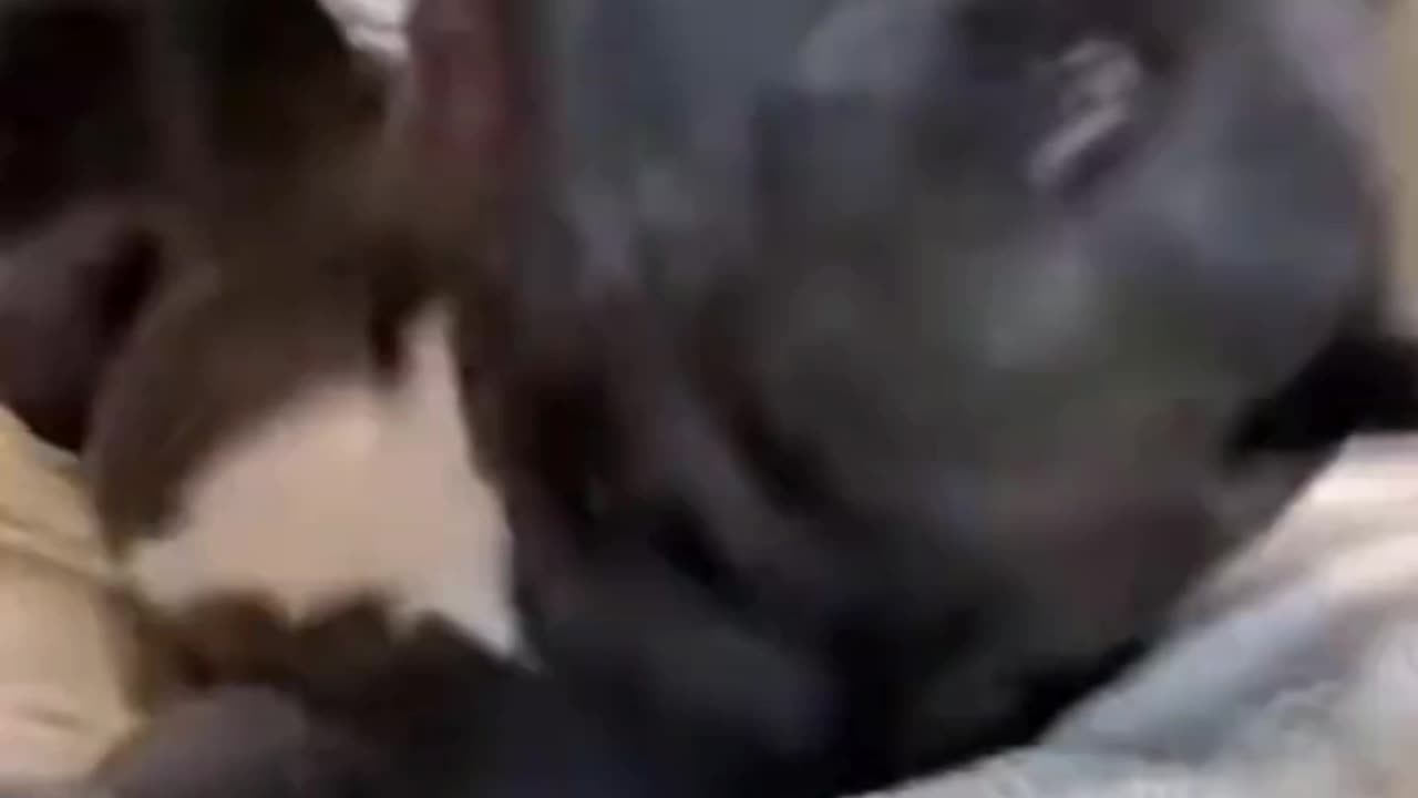 Dogs Funny jokes part 5