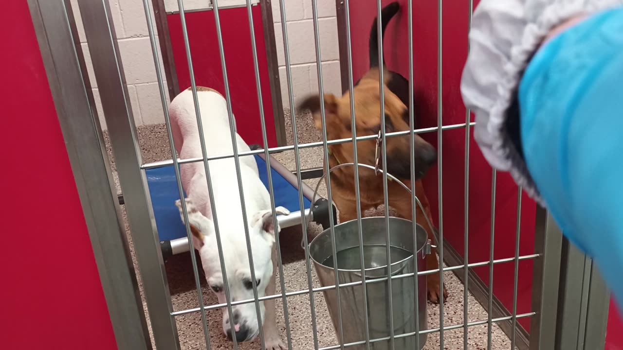 Brynn-Black&Tan unhappy 1y A863416 Solecka-white 3y A875646 kennel 12 pod 1 PACC shelter20250716848