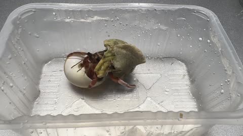 Sea beetles move shells