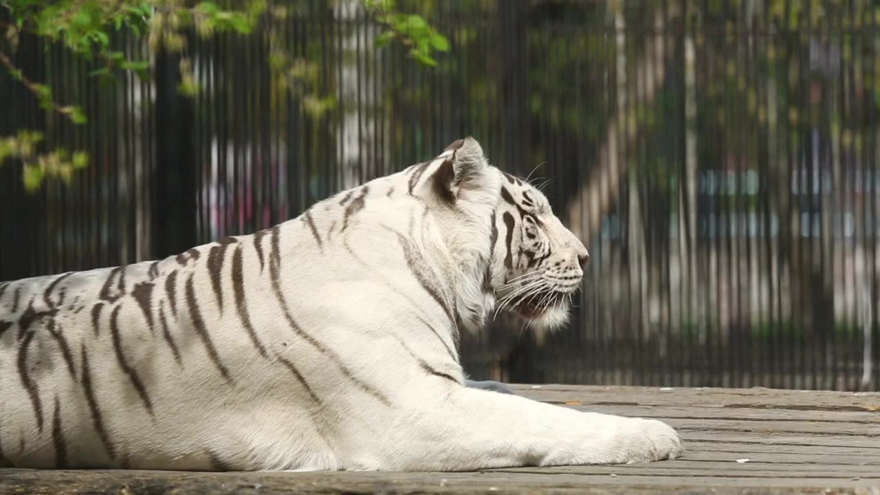 White tiger laying at the zoo