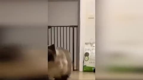Funny Cats and Dogs