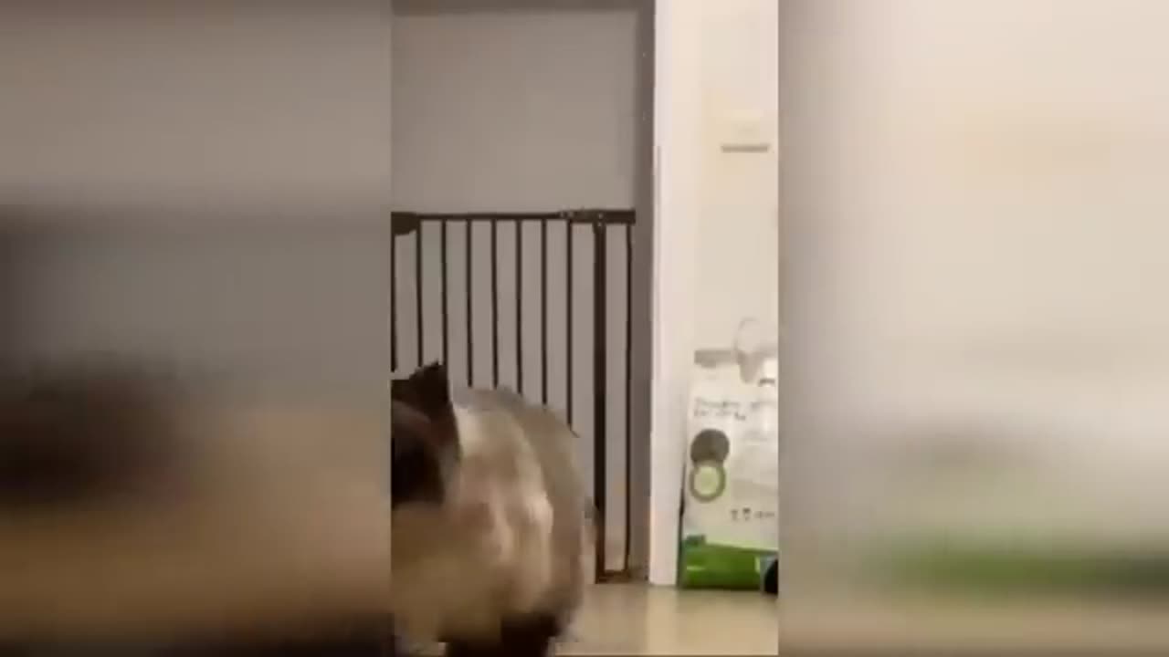 Funny Cats and Dogs
