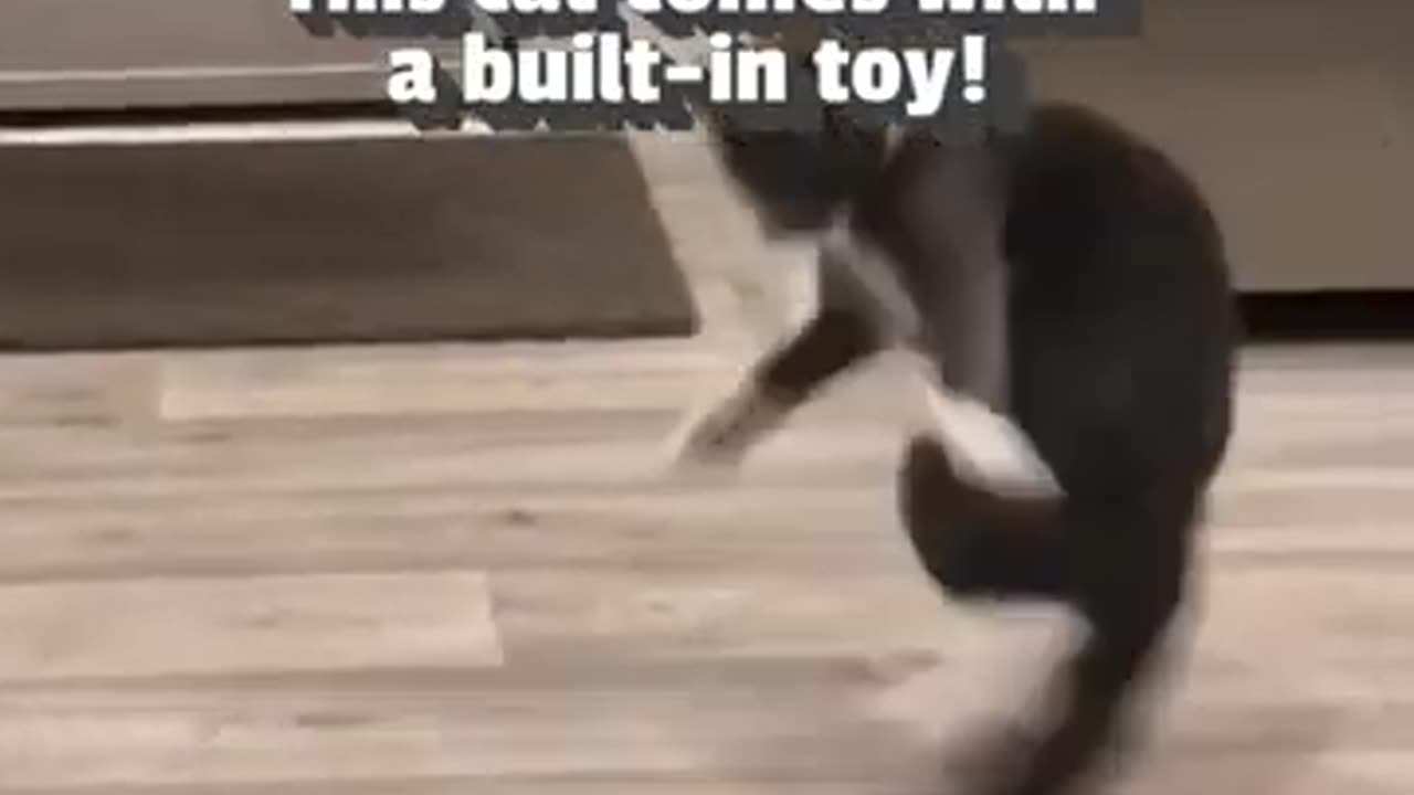 Hilarious Kitten Chases Tail — You Won't Stop Laughing!