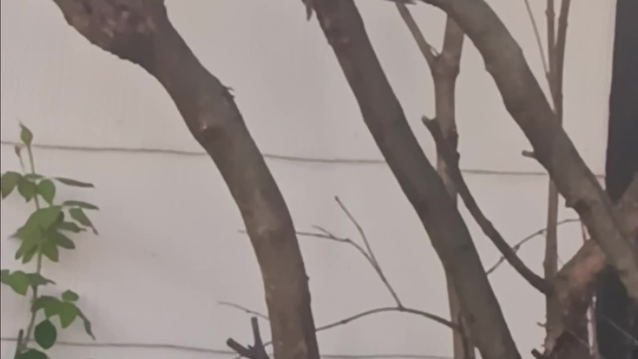 Woodpecker backyard