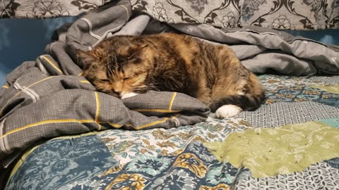 Watch This Cat Nap and Drift Off Too — Sleepy Vibes Only