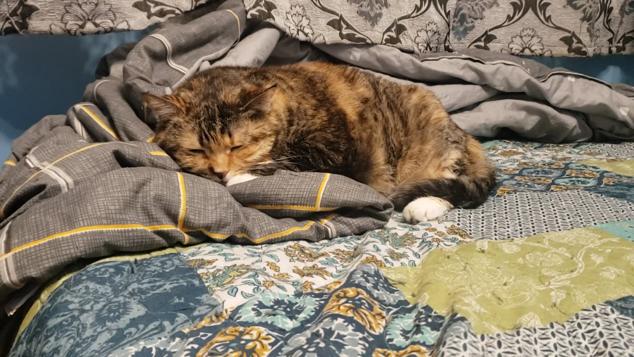 Watch This Cat Nap and Drift Off Too — Sleepy Vibes Only