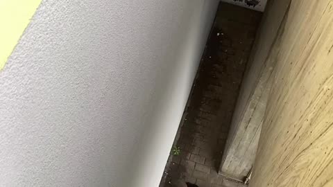 “Building Stunt Gone Wrong | Man Nearly Falls”