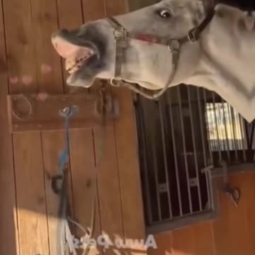 #funnyanimals #pets #fyp