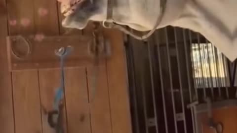#funnyanimals #pets #fyp