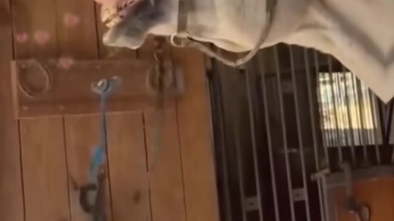 #funnyanimals #pets #fyp