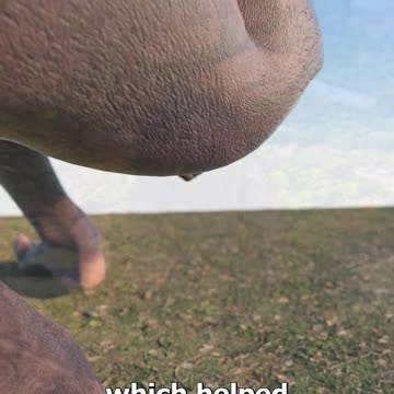 Why_Our_Ancestors_Didn’t_Wipe_🤔