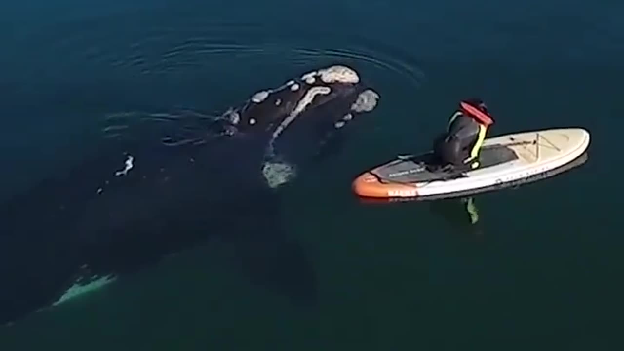 The amazing moment a whale interacts with a paddle boarder.