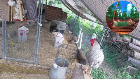 Chicken Live Stream