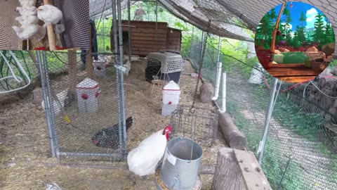 Chicken Live Stream