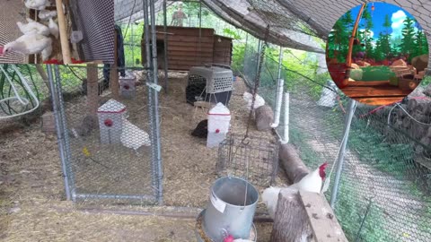 Chicken Live Stream