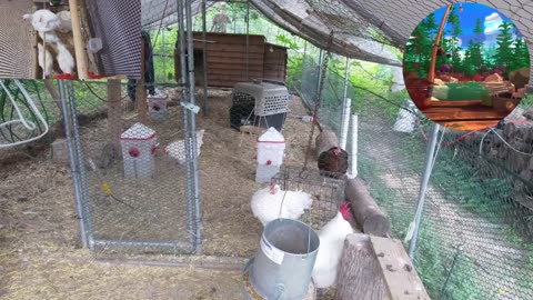 Chicken Live Stream