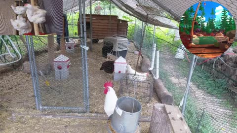 Chicken Live Stream