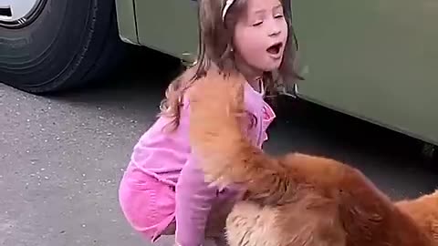 Incredible dog