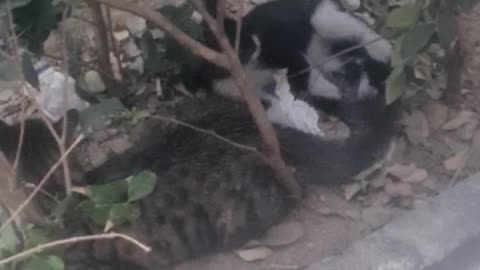 Persian cat😂