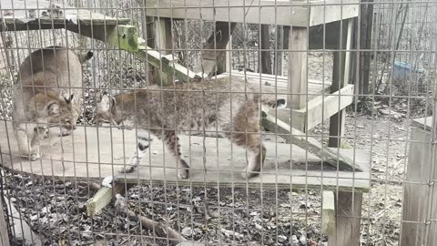 EXOTIC FELINE RESUE CENTER, CENTER POINT, IN