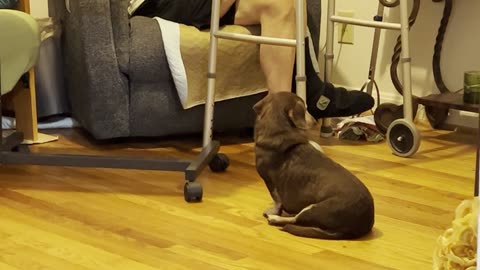 My dog is waiting for food.