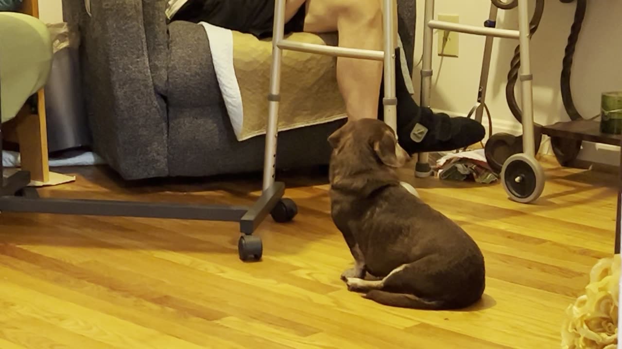My dog is waiting for food.