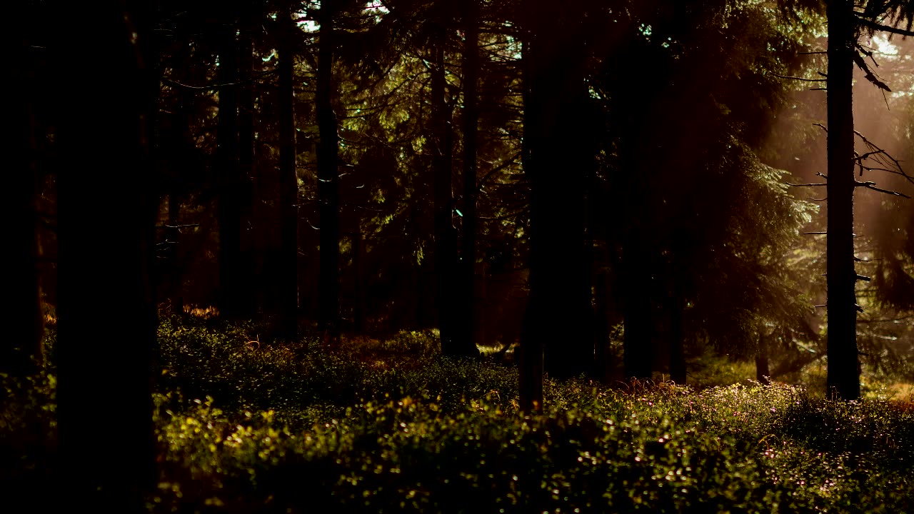 The Story of Alena and the Bigfoot