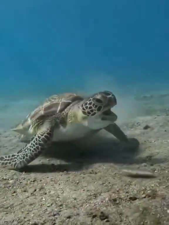 Angry Sea Turtle Slaps His Enemy