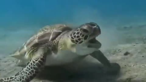 Angry Sea Turtle Slaps His Enemy