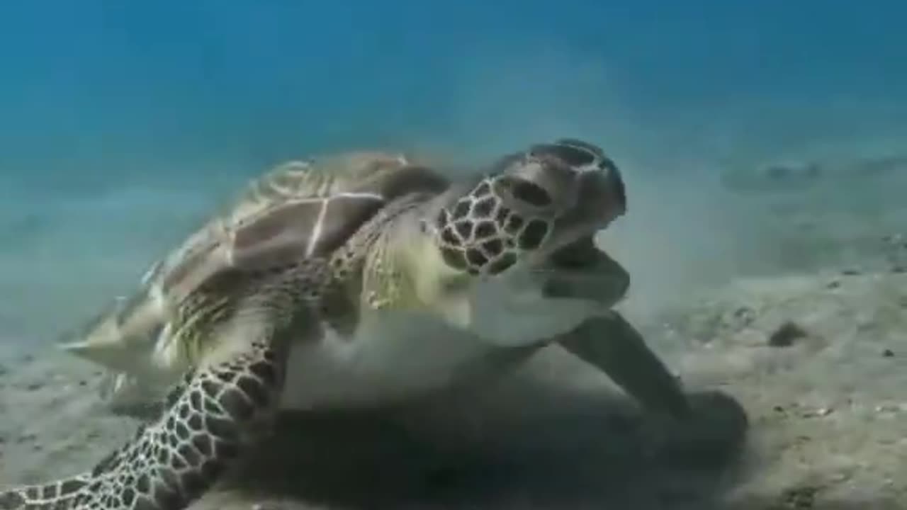 Angry Sea Turtle Slaps His Enemy