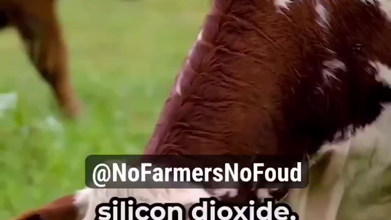 🐄☠️ New “chemical mix” feed additive Bovaer is being used on cows to meet climate change goals