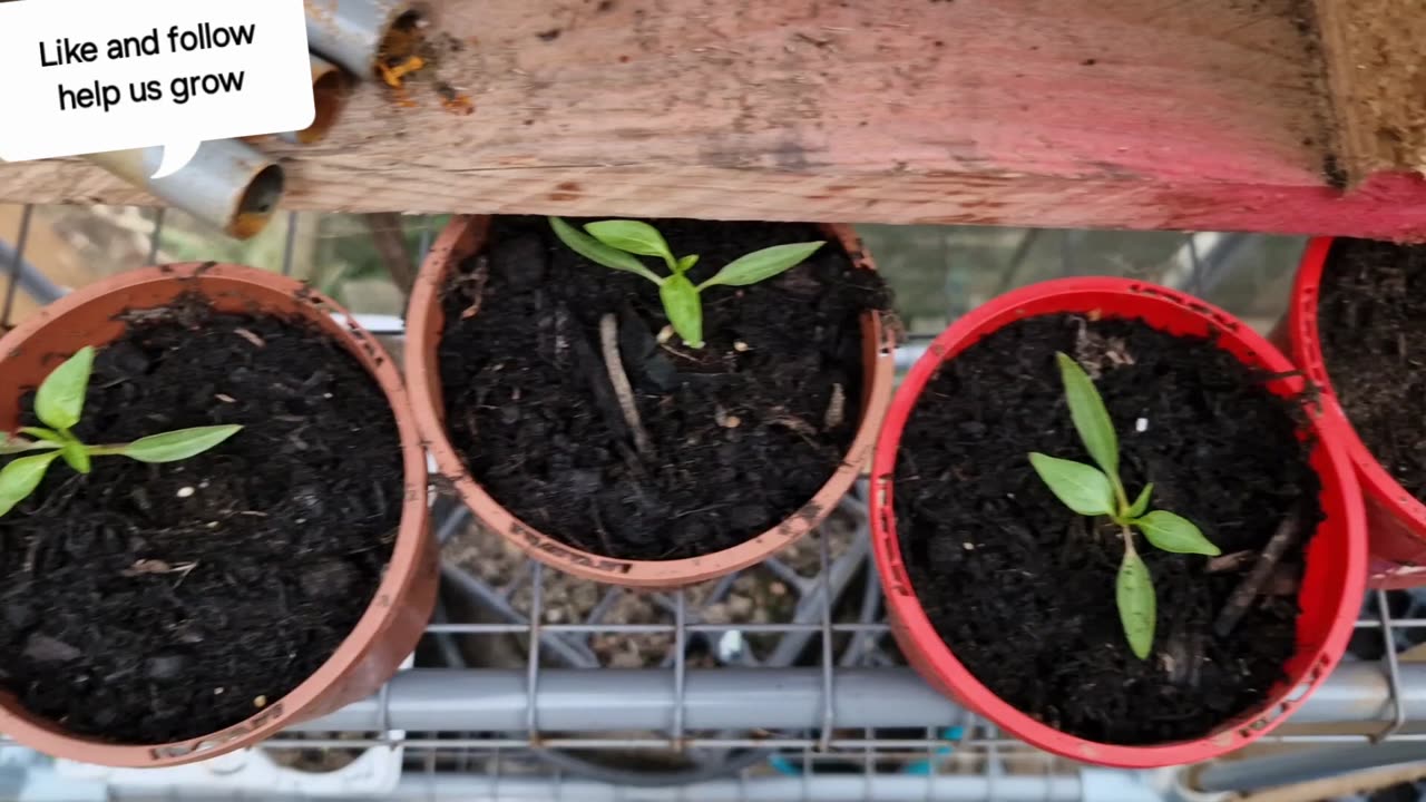 Free Amazon Apache chilli plugs bonus experiment!!!