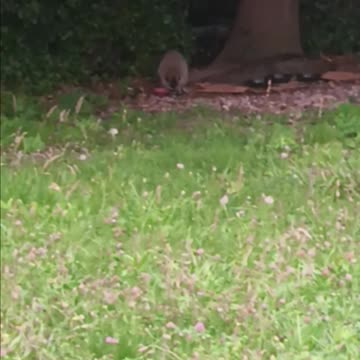 Raccoon eating