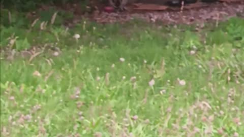 Raccoon eating