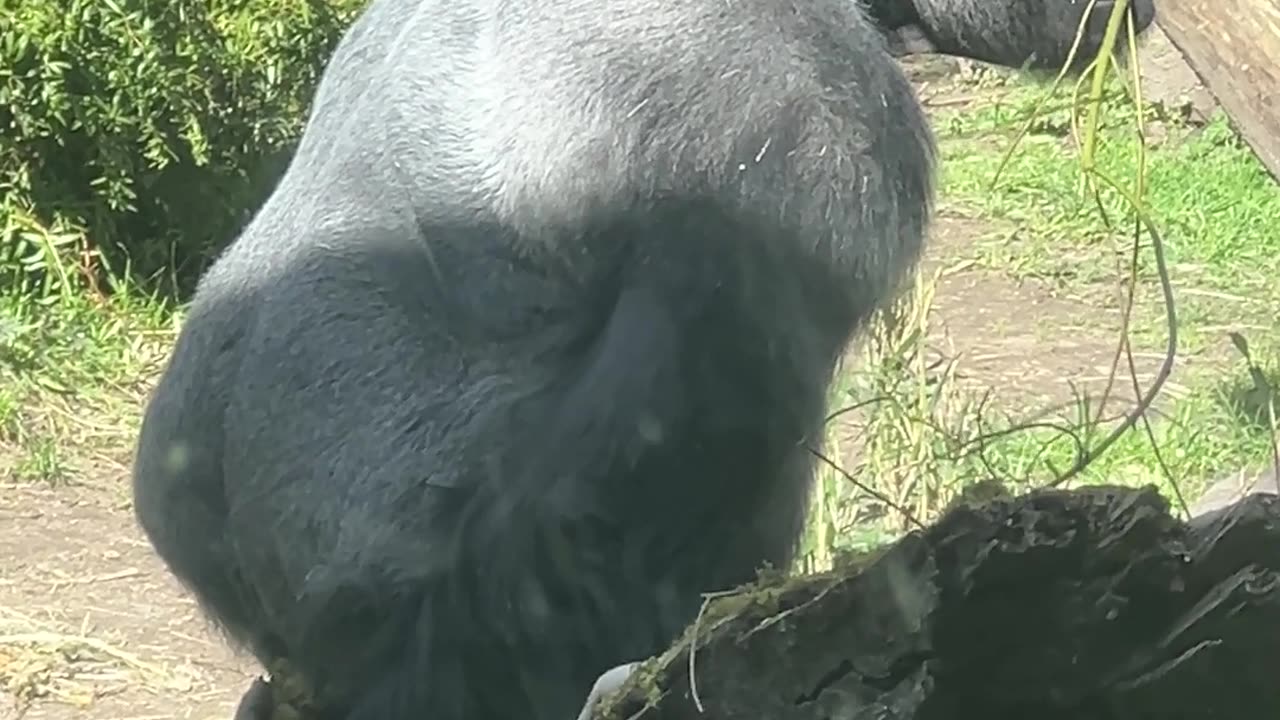 Gorilla Eating Its Own Poop