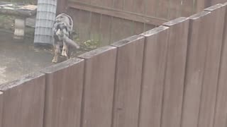 😂🐶 You Won't Believe What This Dog Does! | FunFM