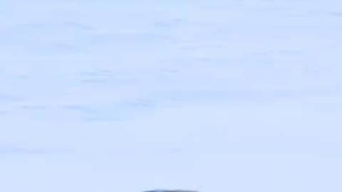 Perfect shot coyote 🐺 down