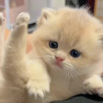 Beautiful cat 💓💓💓💓💓💓💓💓💓💓💓💓💓💓💓