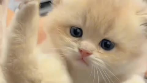 Beautiful cat 💓💓💓💓💓💓💓💓💓💓💓💓💓💓💓