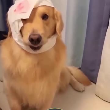 Cats and dogs gone crazy!