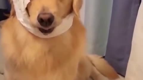 Cats and dogs gone crazy!