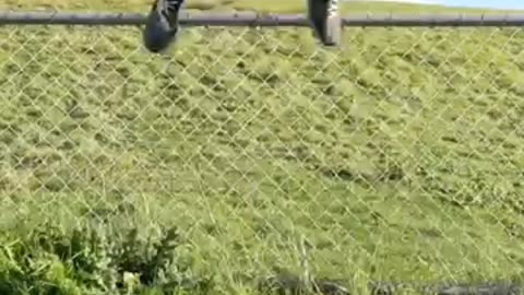 Funny video
